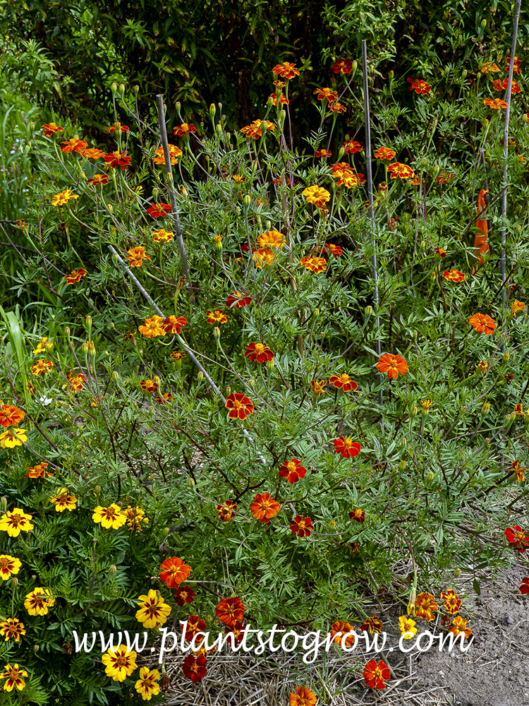 Cinnabar Marigold (Tagetes erecta)
These plants were growing in the full sun. Needed to be staked.  Produced flowers but not as heavy as in photos I have seen.